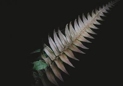 火什么什么三字词语(热门45句)