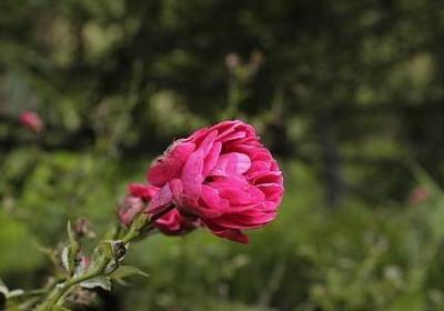 硬硬的照样子写词语(必备60句)