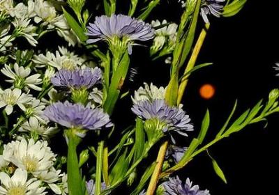 秋月四字词语(实用50句)