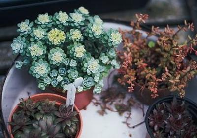 研组词语有哪些(汇总19句)