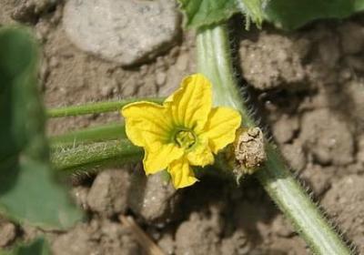 璃组词语有哪些(精选40句)