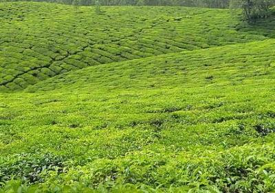 甘甜的什么填空词语(精选11句) 甘甜的什么填空词语(精选11句)