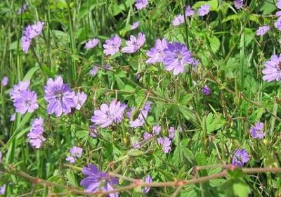 眼睁睁类似的词语(精选50句) 眼睁睁类似的词语(精选50句)