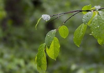 生命力顽强的词语(热门50句) 生命力顽强的词语(热门50句)