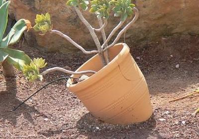 簌组词有哪些词语(优选23句)