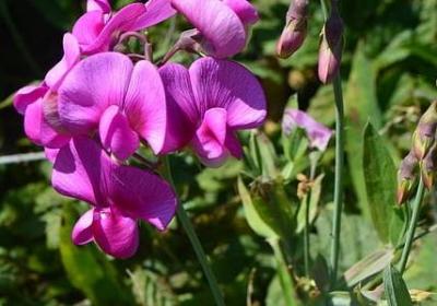 芒可以组什么词语(热门21句) 芒可以组什么词语(热门21句)