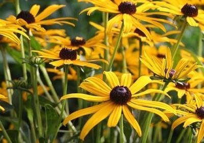 绵组词语有哪些(精选47句) 绵组词语有哪些(精选47句)