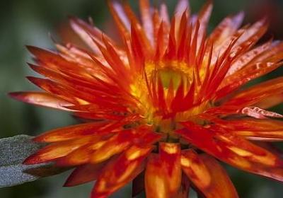 绿的词语有什么(51句)