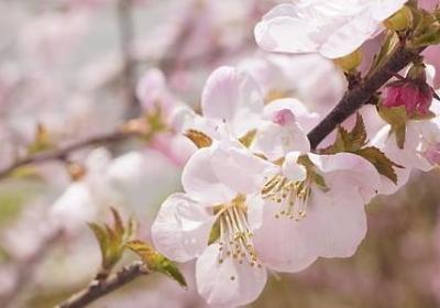 署组词语有哪些(共81句) 署组词语有哪些(共81句)