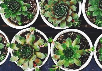 花草树木词语(实用50句) 花草树木词语(实用50句)