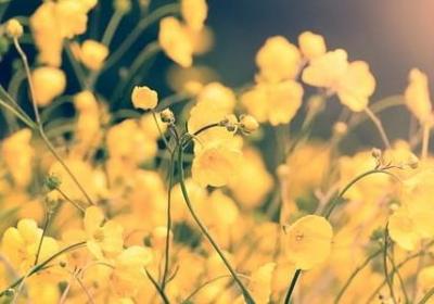 群山什么词语(优选7句)