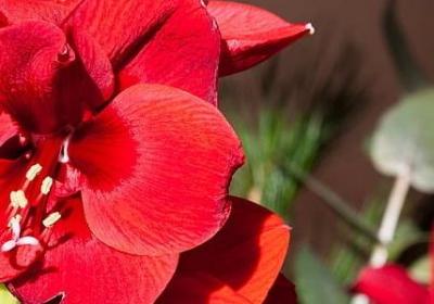 粉红的词语有哪些(优选42句)