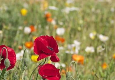 表示专程去探望的词语(推荐71句)