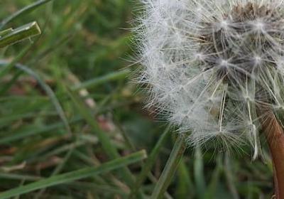 荷花开得什么词语(精选10句) 荷花开得什么词语(精选10句)