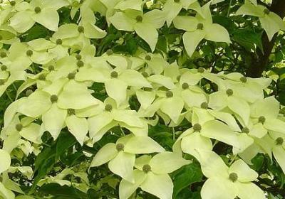 蛇可以组什么词语(热门29句)