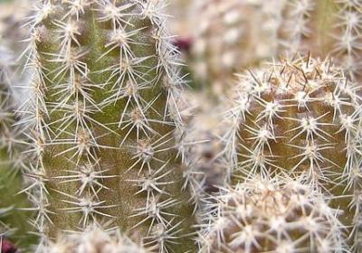 表示珍贵的词语(共54句)