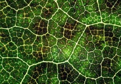 褒义词词语大全(精选40句)