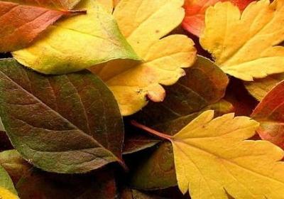 谋换偏旁组词语(合集50句)