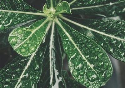 论语里关于孝顺的词语(实用50句)