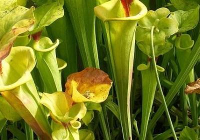 见字开头的词语(汇总10句)