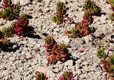 觉字换偏旁组词语(推荐60句)