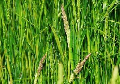 有关勤奋的名言(60句)