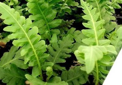 过生日的词语(汇总60句)