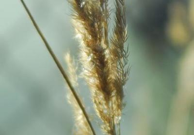 母爱的名言和诗句(实用44句)