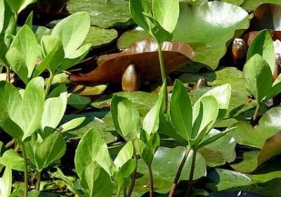 母亲节的名言(通用50句)