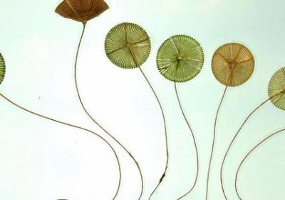 爱护环境的名言警句(实用40句)