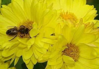 无私奉献的名人名言(通用60句)