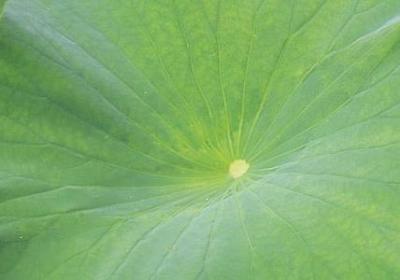 爱国诗句和名言(推荐60句)