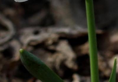 生命的意义名言(必备50句)