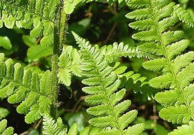 母爱的诗句名言(热门70句)