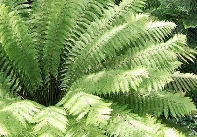 牛顿的名人名言(通用46句)