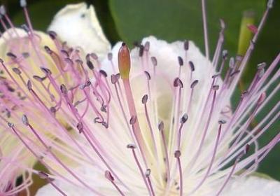 柏拉图经典名言(汇总40句)