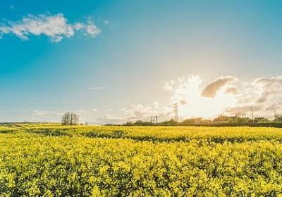 树的名人名言(汇总78句)