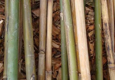 素年锦时经典语录(共20句)