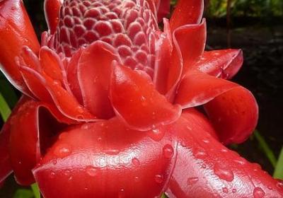 李清照的名言(优选51句)