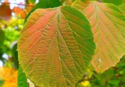 描写老鼠的词语(61句) 描写老鼠的词语(61句)