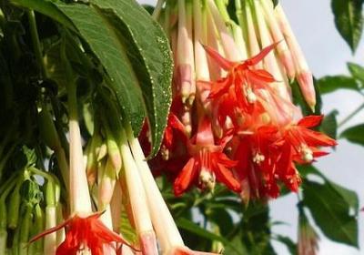 描写环境的词语有哪些(通用48句)