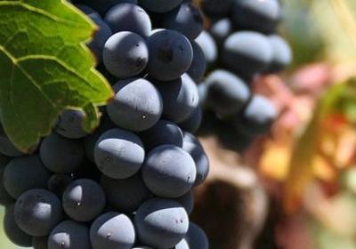 梢能组什么词语(通用51句)