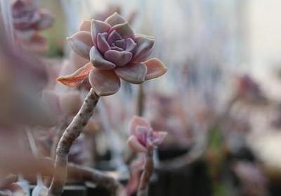 春天有哪些词语(优选7句)