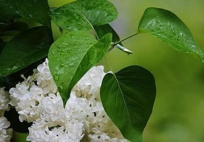 有关祥云的美丽词语(推荐60句)