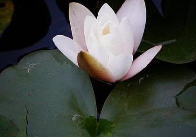 有趣的谐音词语(通用60句)