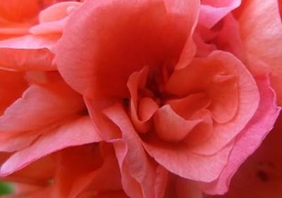 柳绿花红类似的词语(必备10句)