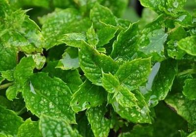 春天景色的词语50个(优选40句)