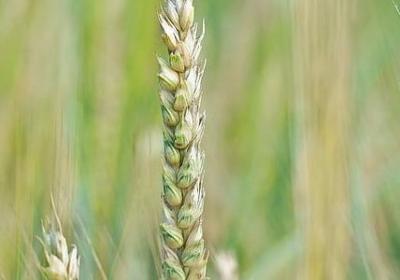 此组词有哪些词语(推荐36句)