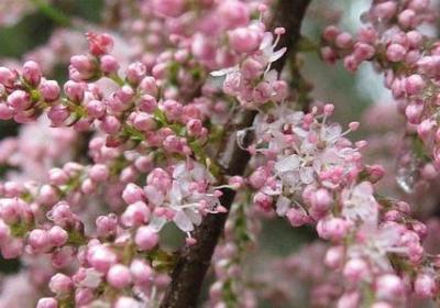 泊的多音字组词语(共11句)