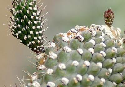 波组词语多音字(共40句)